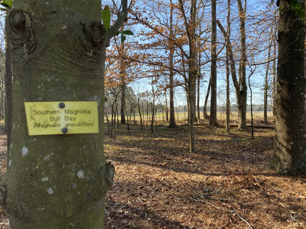 Spruill Conservation Farm Flora