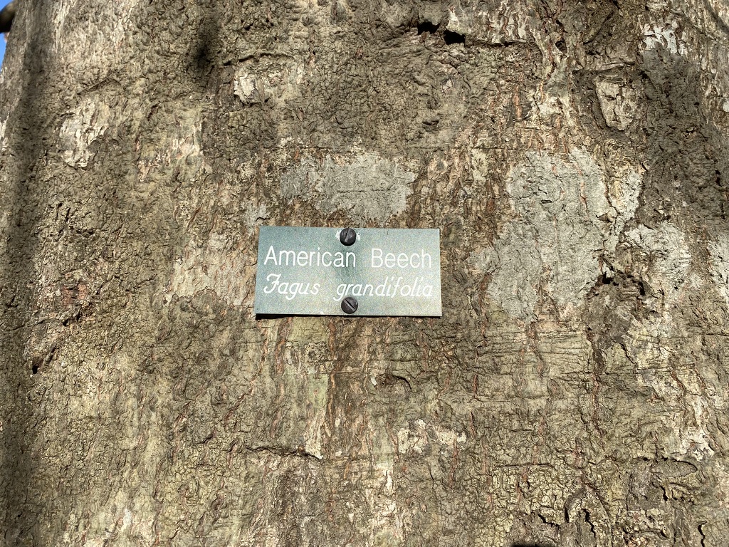 Spruill Conservation Farm Tree Species